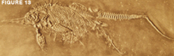 fossil_fish_giving_birth.jpg